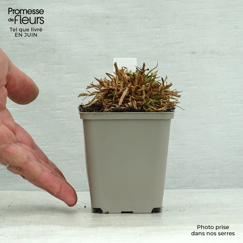 Ejemplar de Lychnis alpina Rosea Maceta de 8/9 cm entregado en verano