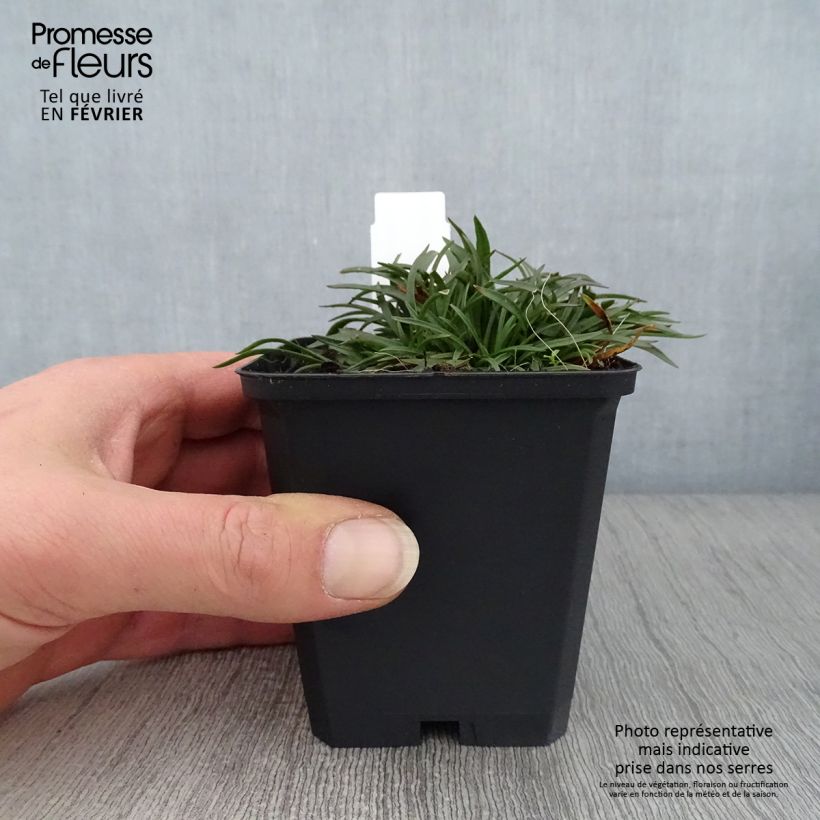 Lychnis alpina Rosea Maceta de 8/9 cm Ejemplar entregado en invierno