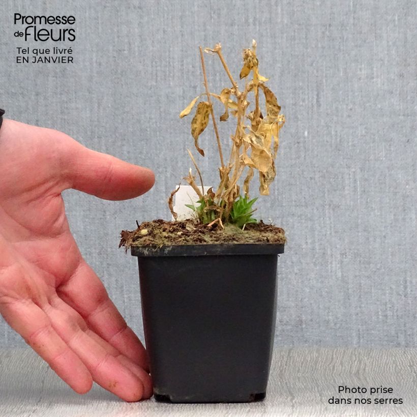 Lychnis chalcedonica Alba - Cruz de Malta Maceta de 8/9 cm Ejemplar entregado en invierno