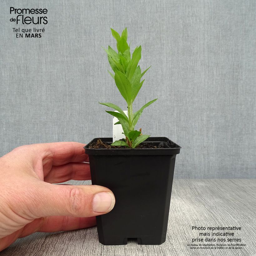 Lychnis chalcedonica Alba - Cruz de Malta Maceta de 8/9 cm Ejemplar entregado en la primavera