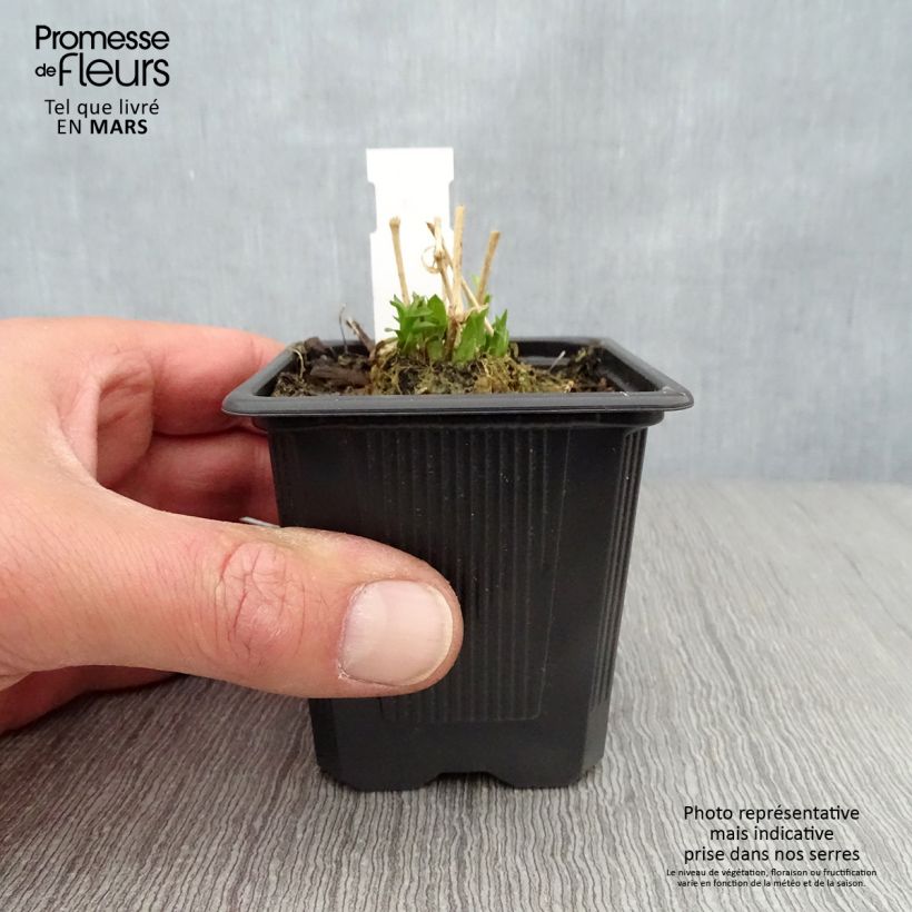 Lychnis chalcedonica Flore Pleno - Cruz de Malta Maceta de 8/9 cm Ejemplar entregado en la primavera