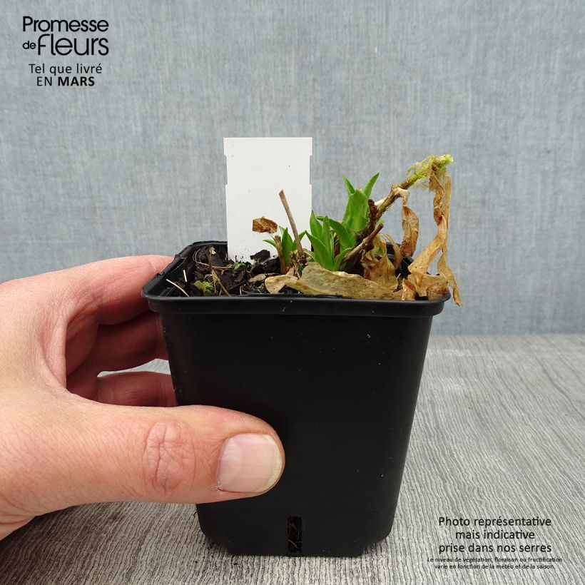 Lychnis chalcedonica Flore Pleno - Cruz de Malta Maceta de 8/9 cm Ejemplar entregado en invierno