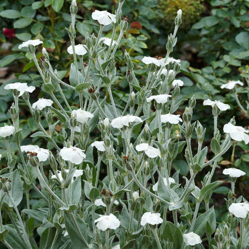 Lychnis coronaria Alba - Clavel lanudo (Porte)