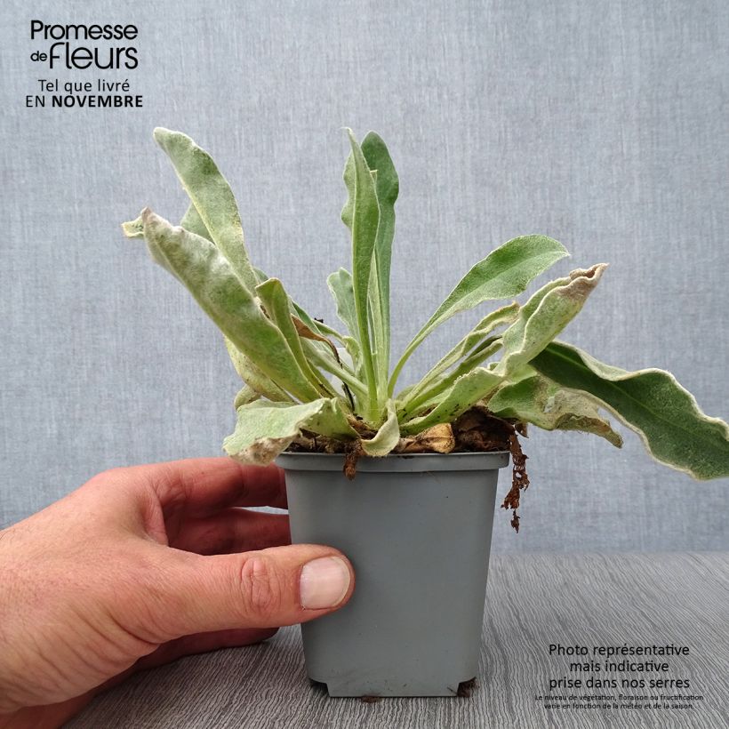 Ejemplar de Lychnis coronaria Alba - Clavel lanudo Maceta de 8/9 cm entregado en otoño
