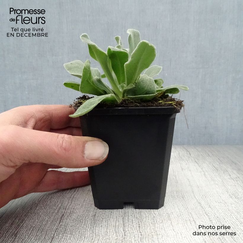 Lychnis coronaria Alba - Clavel lanudo Maceta de 8/9 cm Ejemplar entregado en invierno