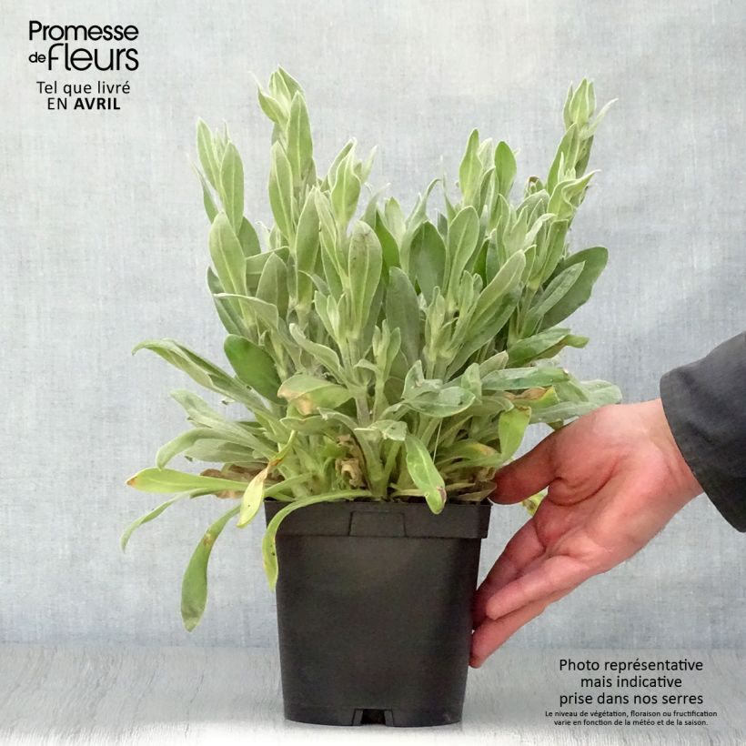 Lychnis coronaria Alba - Clavel lanudo Maceta 2L/3L Ejemplar entregado en la primavera