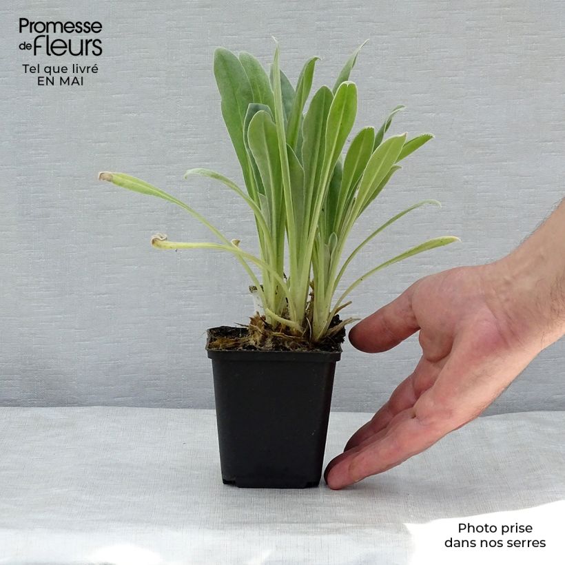 Lychnis coronaria Alba - Clavel lanudo Maceta de 8/9 cm Ejemplar entregado en la primavera