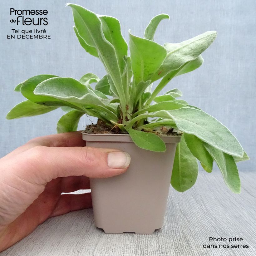 Lychnis coronaria Oculata - Clavel lanudo Maceta de 8/9 cm Ejemplar entregado en invierno