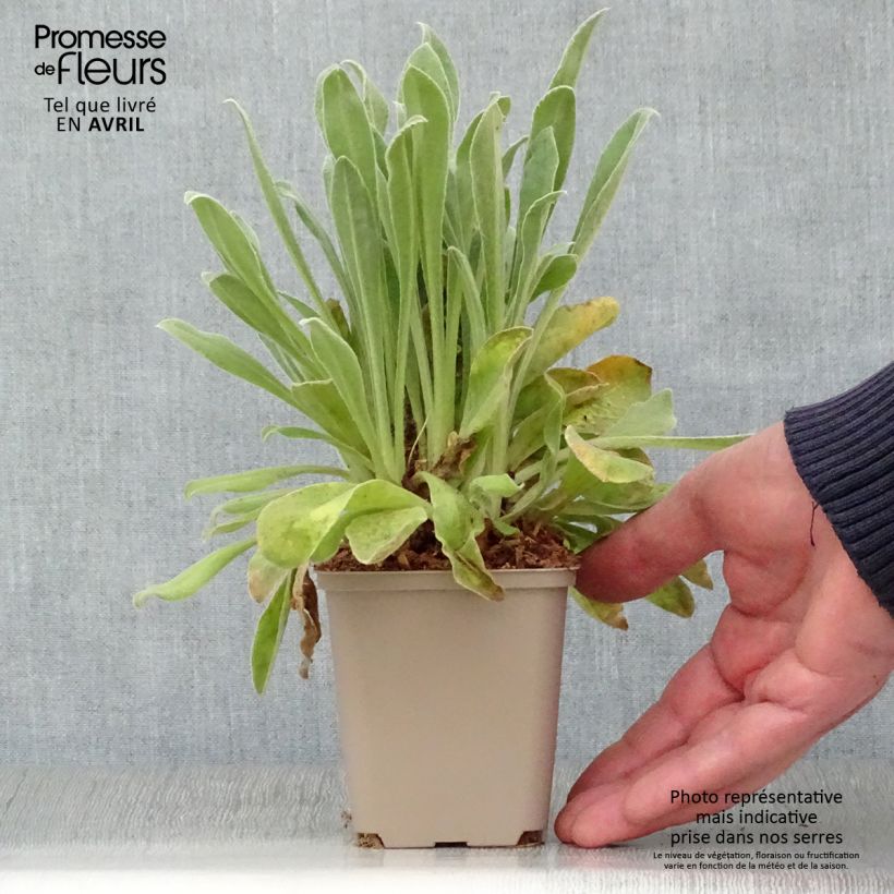 Lychnis coronaria Oculata - Clavel lanudo Maceta de 8/9 cm Ejemplar entregado en la primavera