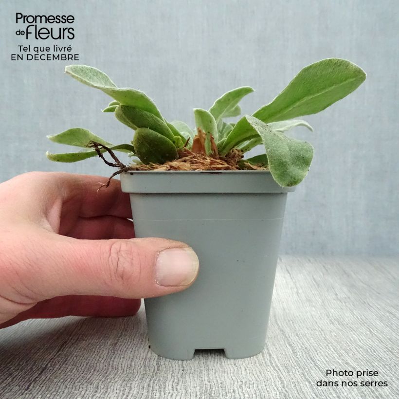 Lychnis coronaria Atrosanguinea - Clavel lanudo Maceta de 8/9 cm Ejemplar entregado en invierno