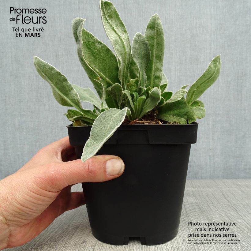 Lychnis coronaria Atrosanguinea - Clavel lanudo Maceta 2L/3L Ejemplar entregado en la primavera