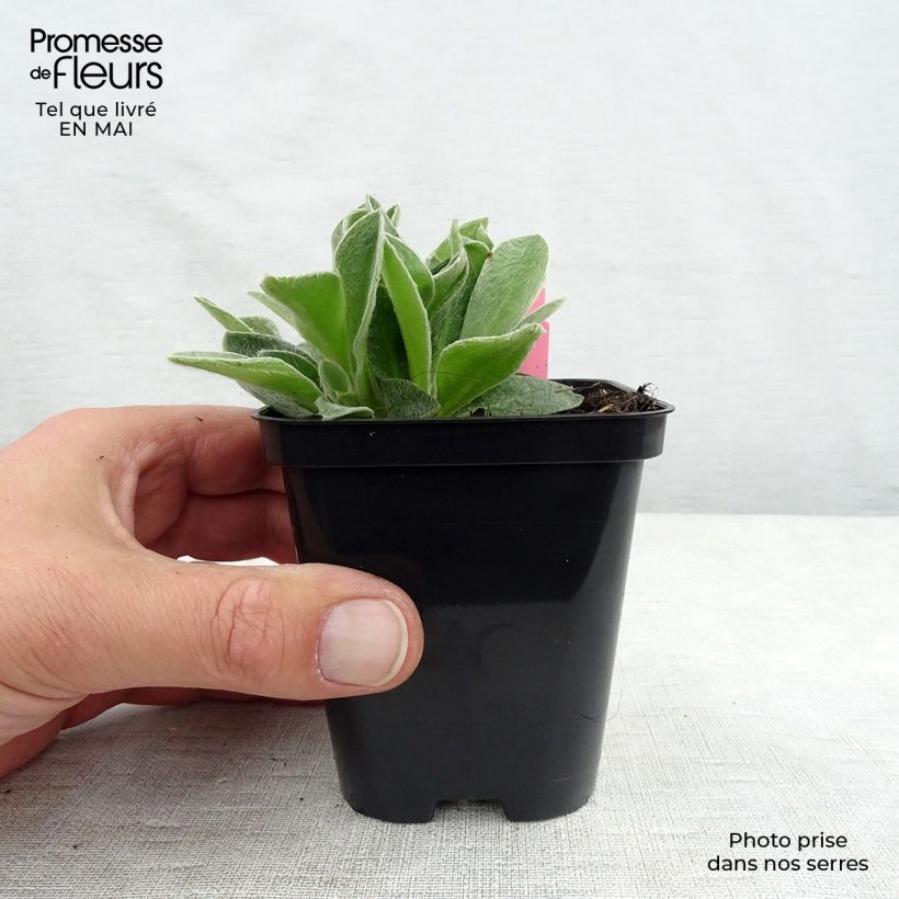 Lychnis coronaria Atrosanguinea - Clavel lanudo Maceta de 8/9 cm Ejemplar entregado en la primavera