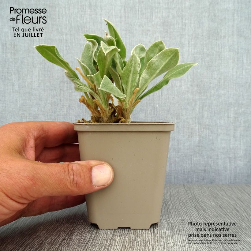 Ejemplar de Clavel lanudo - Lychnis coronaria Maceta de 8/9 cm entregado en verano