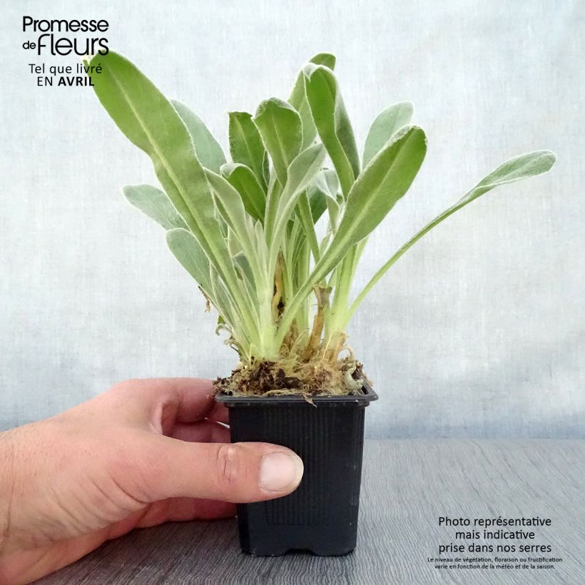 Clavel lanudo - Lychnis coronaria Maceta de 8/9 cm Ejemplar entregado en la primavera