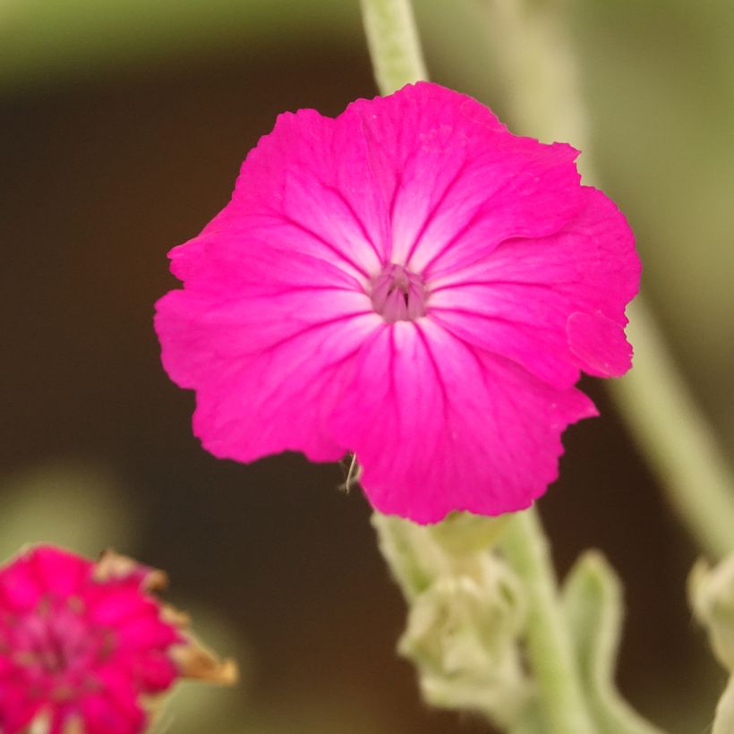 Clavel lanudo - Lychnis coronaria (Floración)