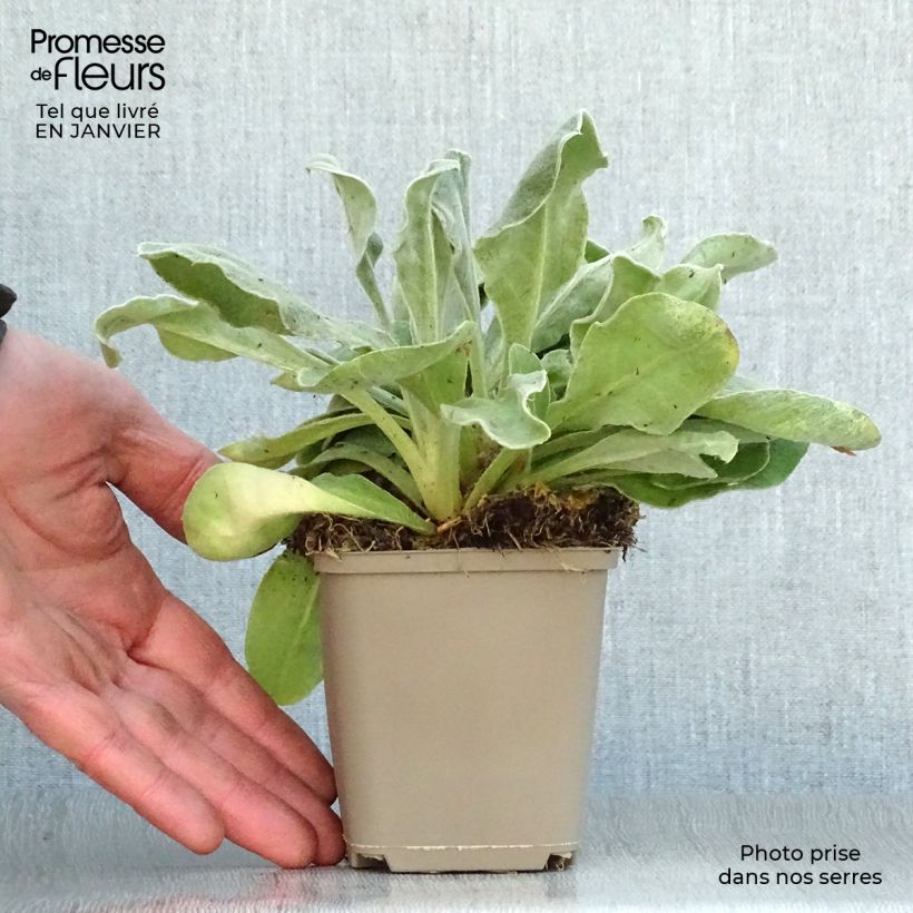 Lychnis coronaria Gardener s World - Clavel lanudo Maceta de 8/9 cm Ejemplar entregado en invierno