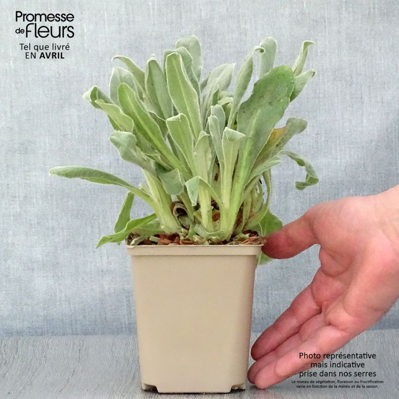 Lychnis coronaria Gardener s World - Clavel lanudo Maceta de 8/9 cm Ejemplar entregado en la primavera