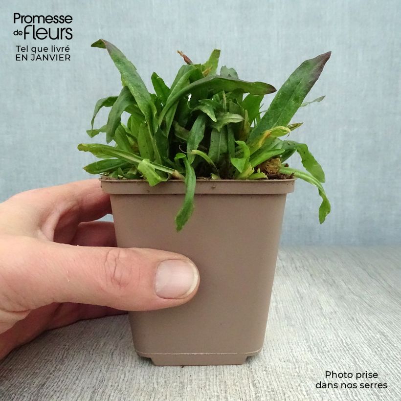 Lychnis flos-cuculi Jenny - Flor de cuclillo Maceta de 7/8 cm Ejemplar entregado en invierno