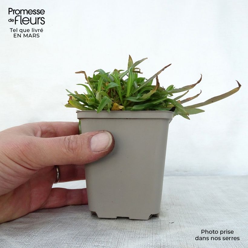 Lychnis flos-cuculi Jenny - Flor de cuclillo Maceta de 7/8 cm Ejemplar entregado en la primavera