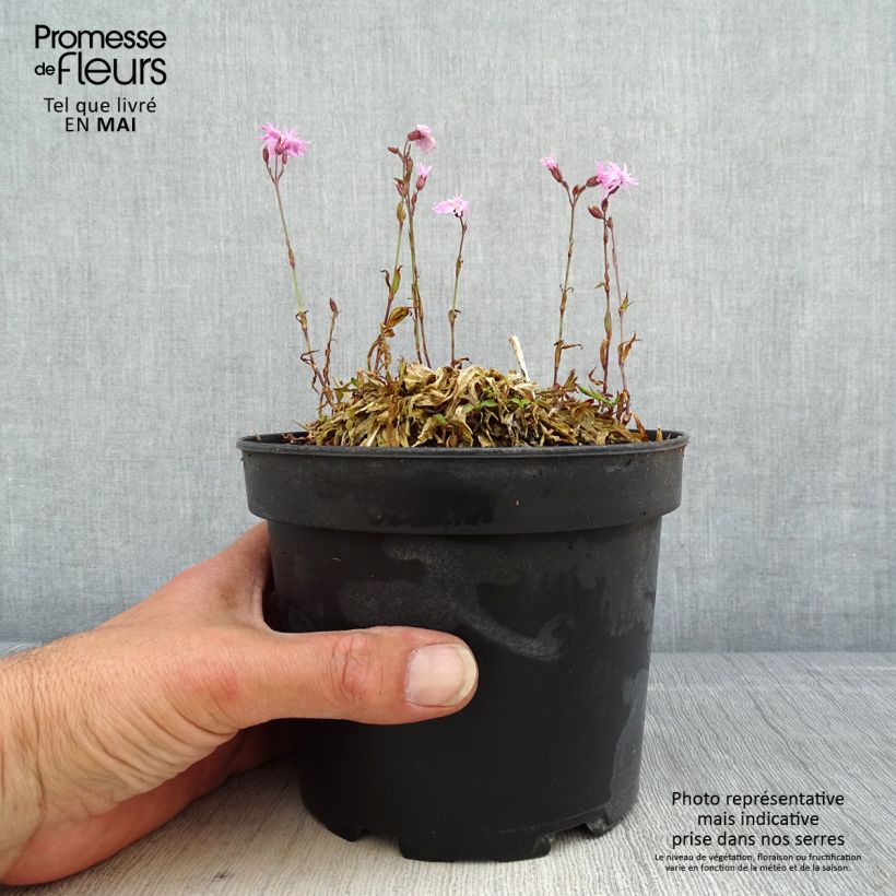 Lychnis flos-cuculi Jenny - Flor de cuclillo Maceta 2L/3L Ejemplar entregado en la primavera