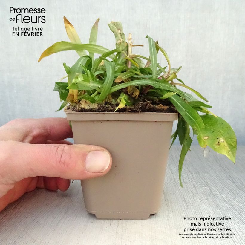 Lychnis flos-cuculi - Flor de cuclillo Maceta de 8/9 cm Ejemplar entregado en invierno