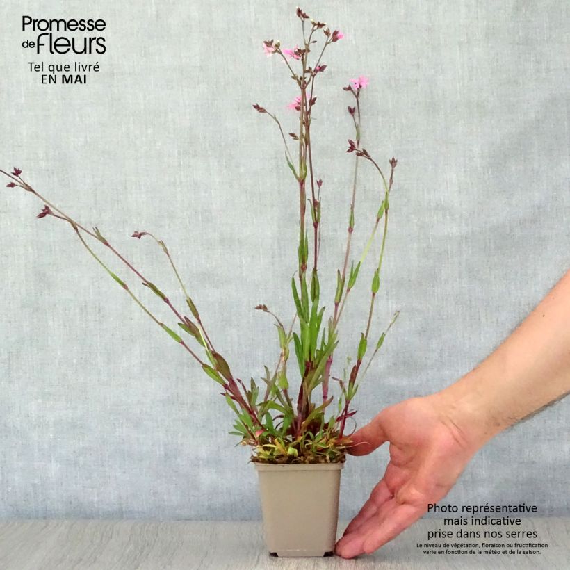 Lychnis flos-cuculi - Flor de cuclillo Maceta de 8/9 cm Ejemplar entregado en la primavera