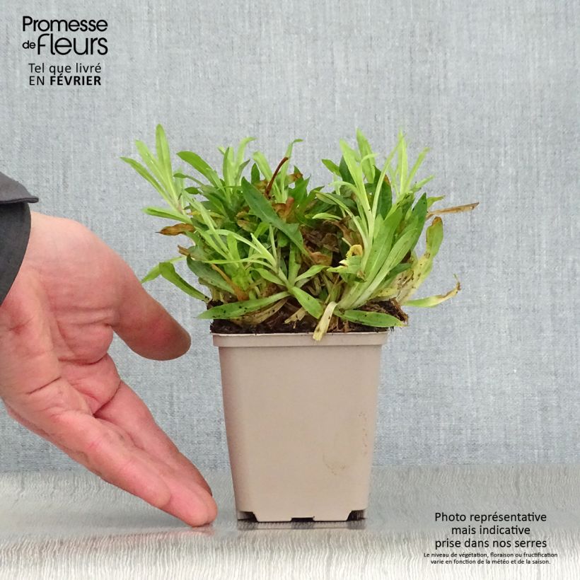 Lychnis flos-cuculi Petit Henri - Flor de cuclillo Maceta de 8/9 cm Ejemplar entregado en invierno