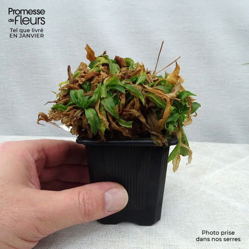 Lychnis flos-cuculi White Robin - Flor de cuclillo Maceta de 7/8 cm Ejemplar entregado en invierno