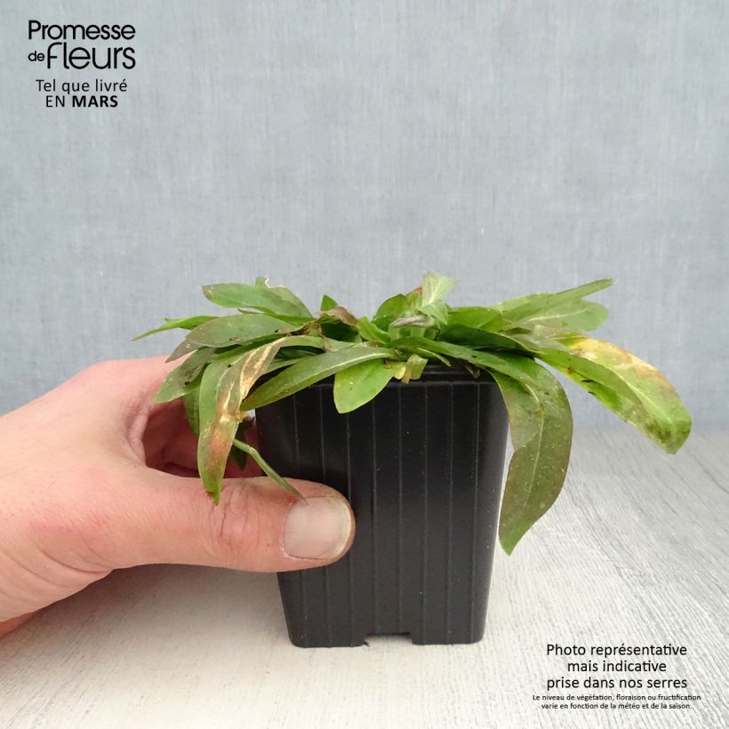 Lychnis flos-cuculi White Robin - Flor de cuclillo Maceta de 7/8 cm Ejemplar entregado en la primavera