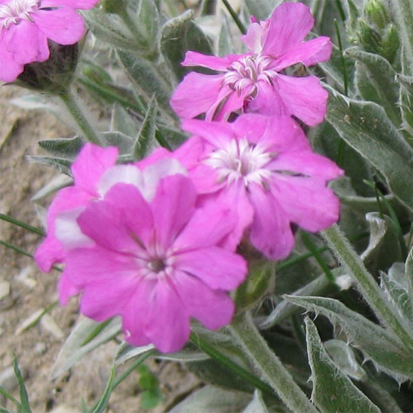 Lychnis flos-jovis (Floración)