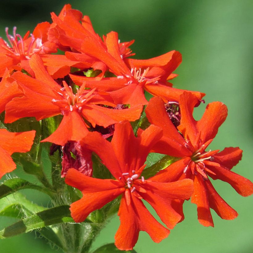 Lychnis haageana Molten Lava (Floración)