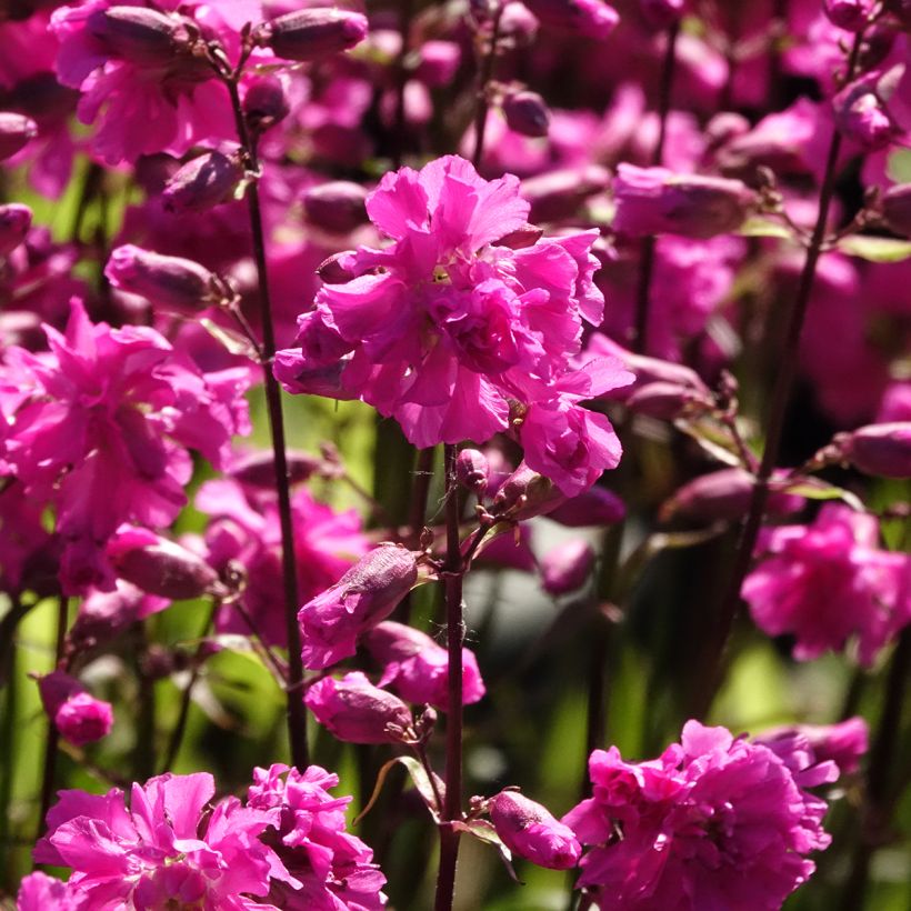 Lychnis viscaria Plena (Floración)