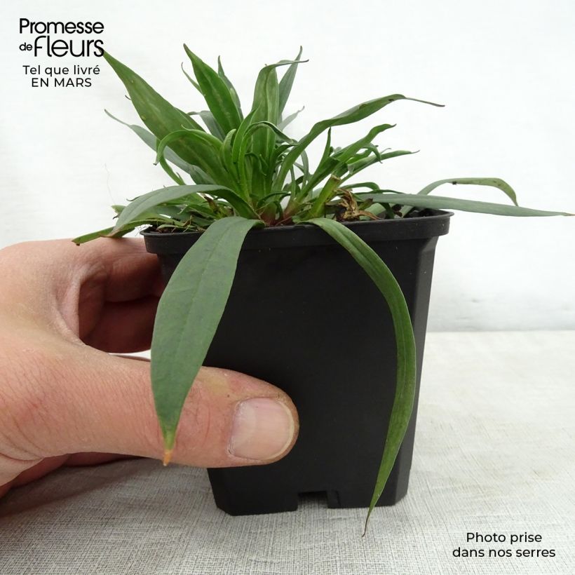 Lychnis viscaria Splendens Maceta de 8/9 cm Ejemplar entregado en la primavera