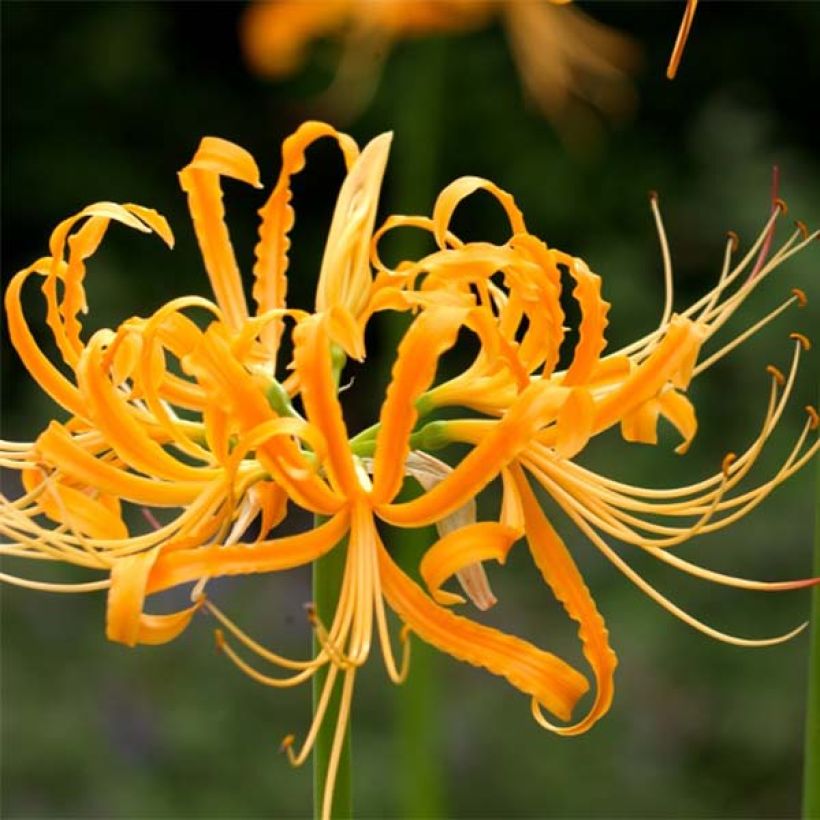 Lycoris aurea (Floración)