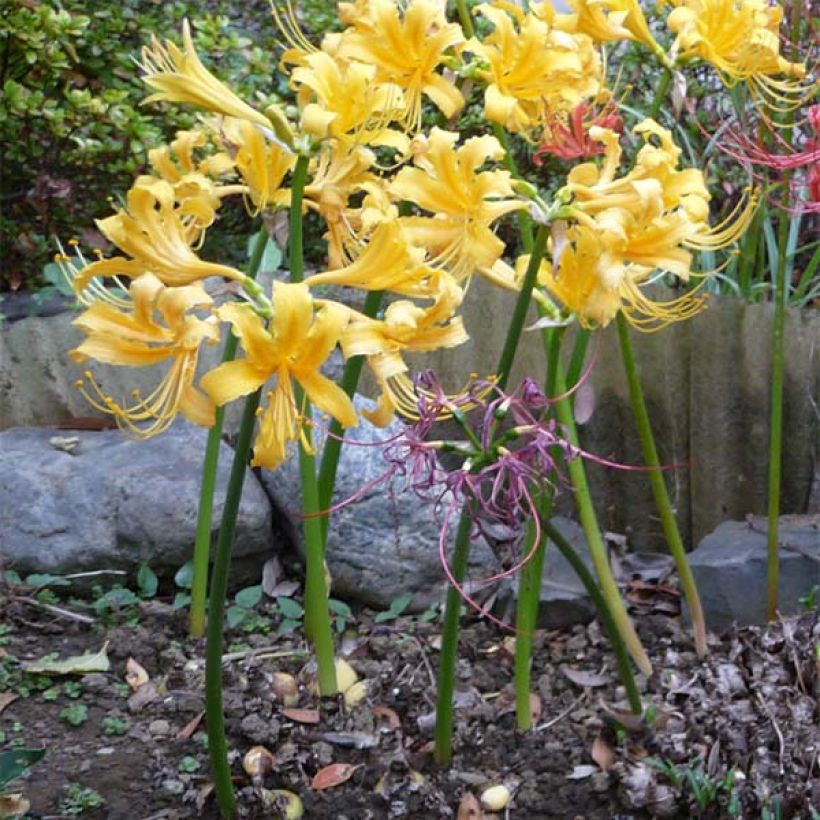 Lycoris aurea (Porte)