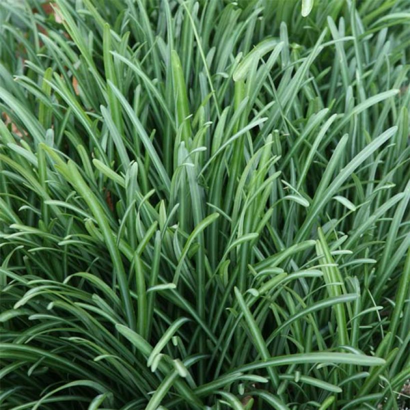 Lycoris radiata (Follaje)