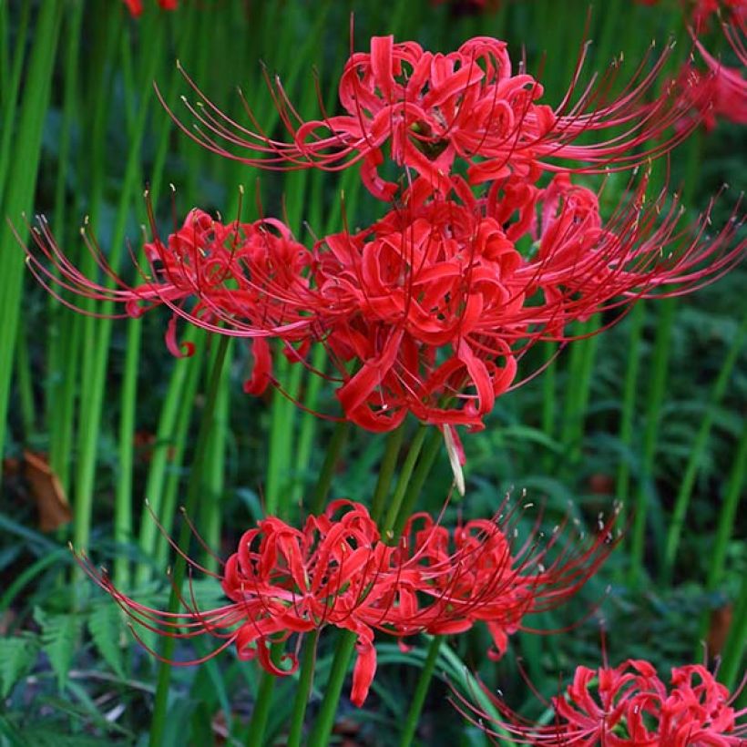 Lycoris radiata (Floración)