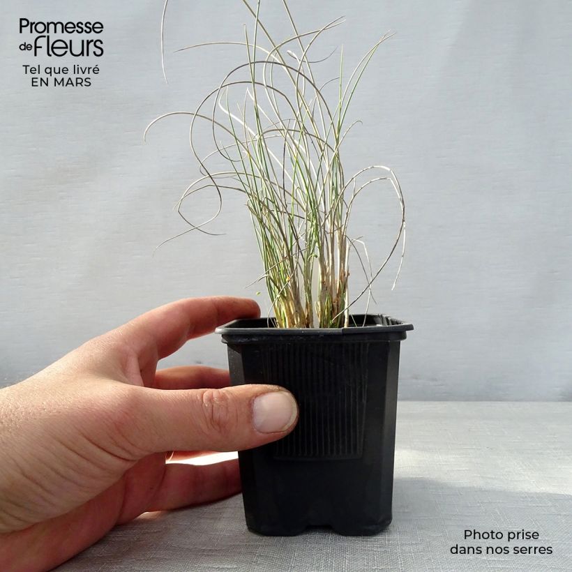 Lygeum spartum - Albardín Maceta de 8/9 cm Ejemplar entregado en la primavera