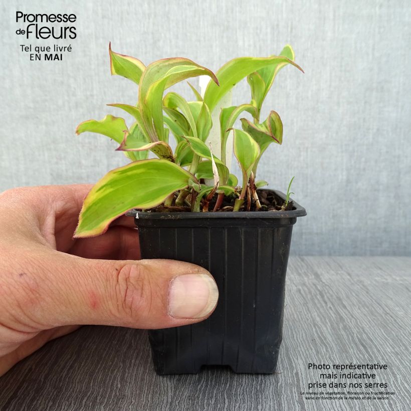 Tricyrtis formosana Autumn Glow - Lirio sapo Maceta de 8/9 cm Ejemplar entregado en la primavera