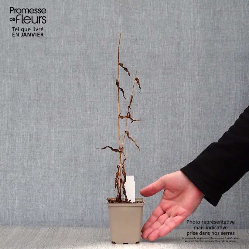 Tricyrtis formosana Dark Beauty - Lirio sapo Maceta de 8/9 cm Ejemplar entregado en invierno