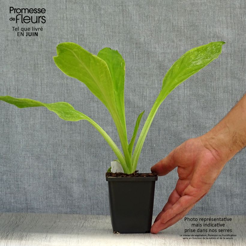 Ejemplar de Lysichiton camtschatcensis Maceta de 8/9 cm entregado en verano