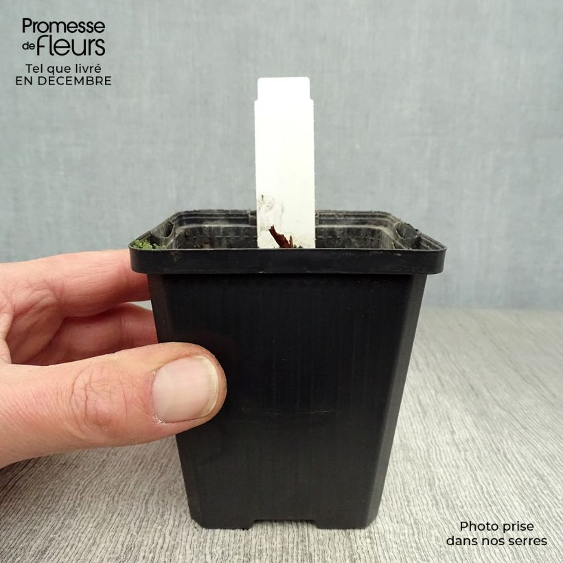 Lysichiton camtschatcensis Maceta de 8/9 cm Ejemplar entregado en invierno