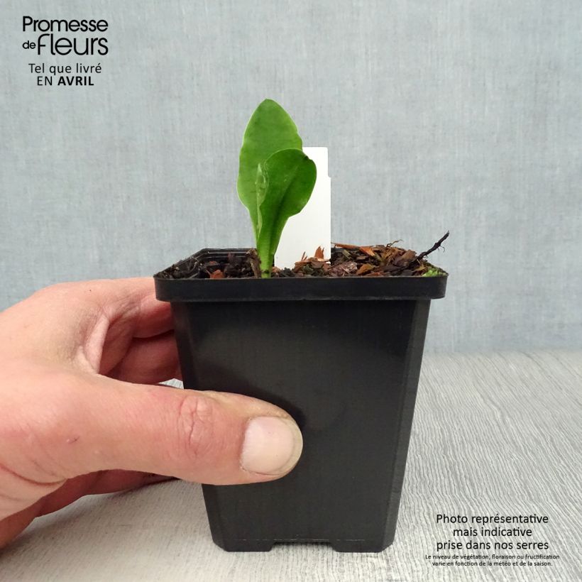 Lysichiton camtschatcensis Maceta de 8/9 cm Ejemplar entregado en la primavera