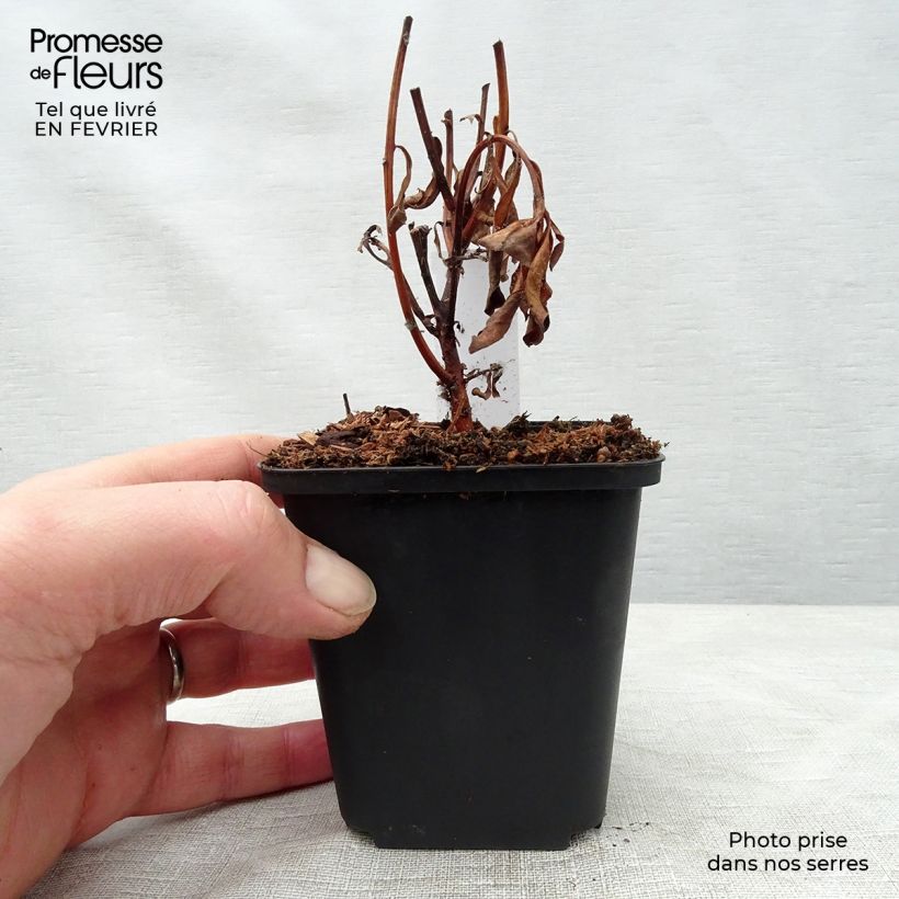 Lysimachia barystachys Maceta de 8/9 cm Ejemplar entregado en invierno