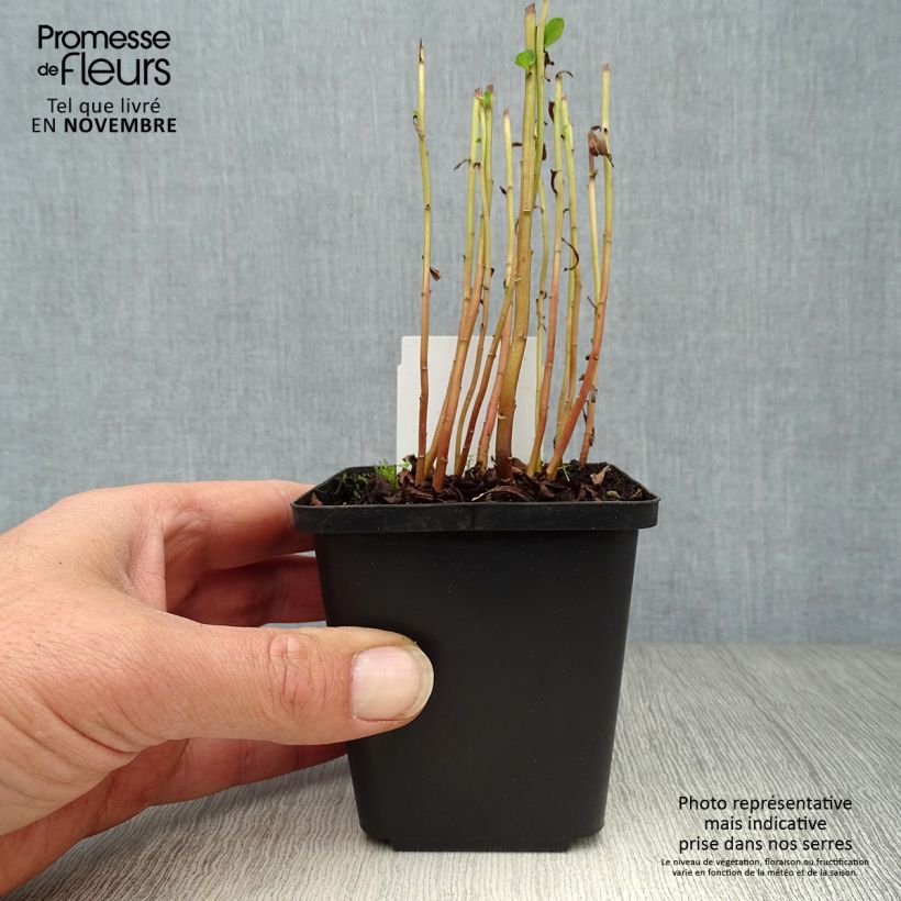 Ejemplar de Lysimachia barystachys Maceta de 8/9 cm entregado en otoño