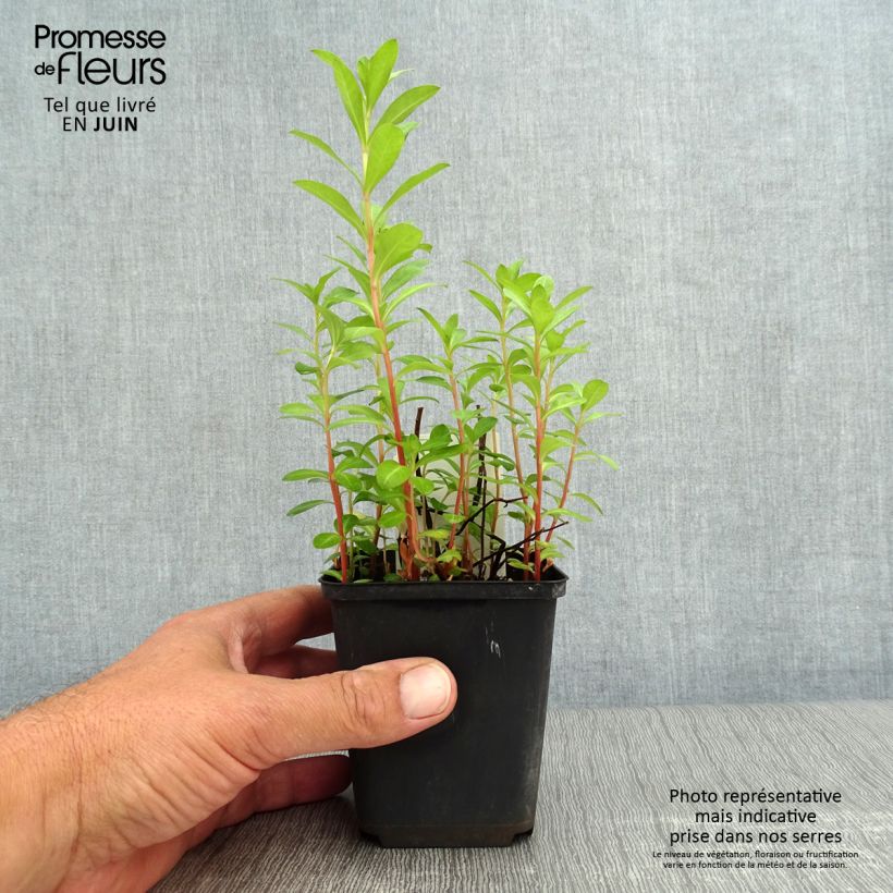 Ejemplar de Lysimachia barystachys Maceta de 8/9 cm entregado en verano
