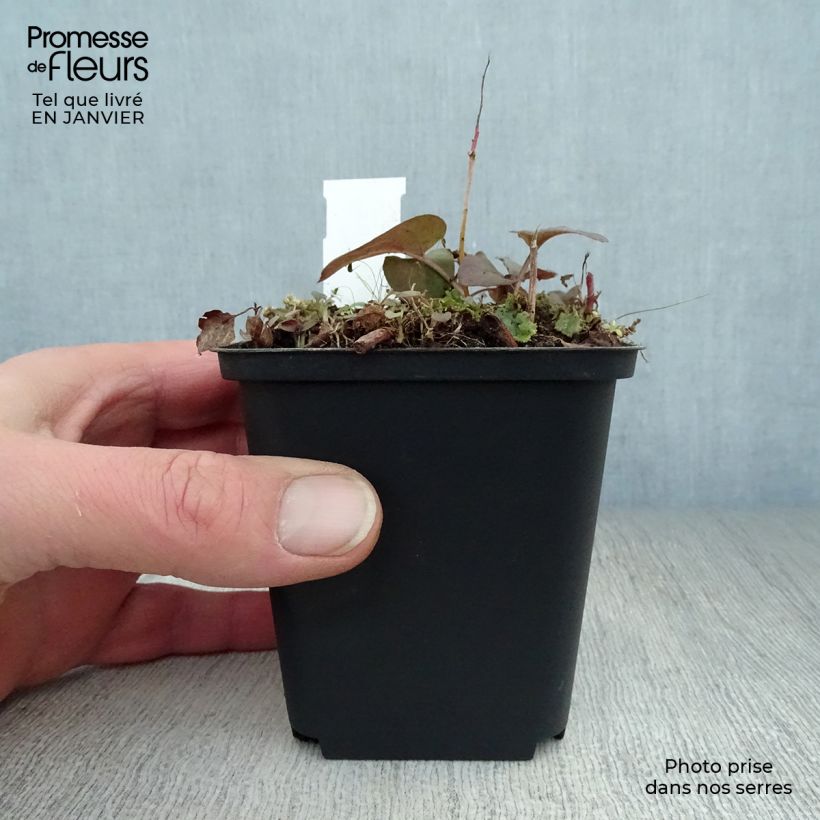 Lysimachia ciliata Fire Cracker Maceta de 8/9 cm Ejemplar entregado en invierno