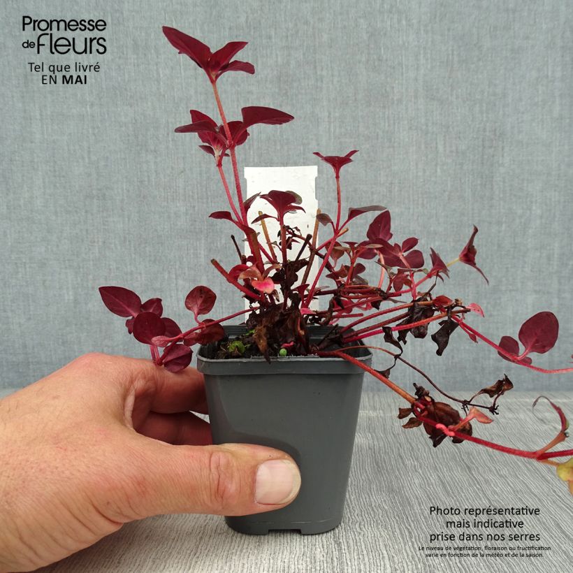 Lysimachia congestiflora Maceta de 8/9 cm Ejemplar entregado en la primavera