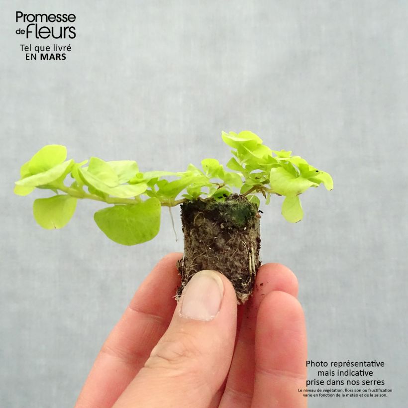 Lysimachia nummularia Goldilocks minicepellón: Ø 3/4 cm Ejemplar entregado en la primavera