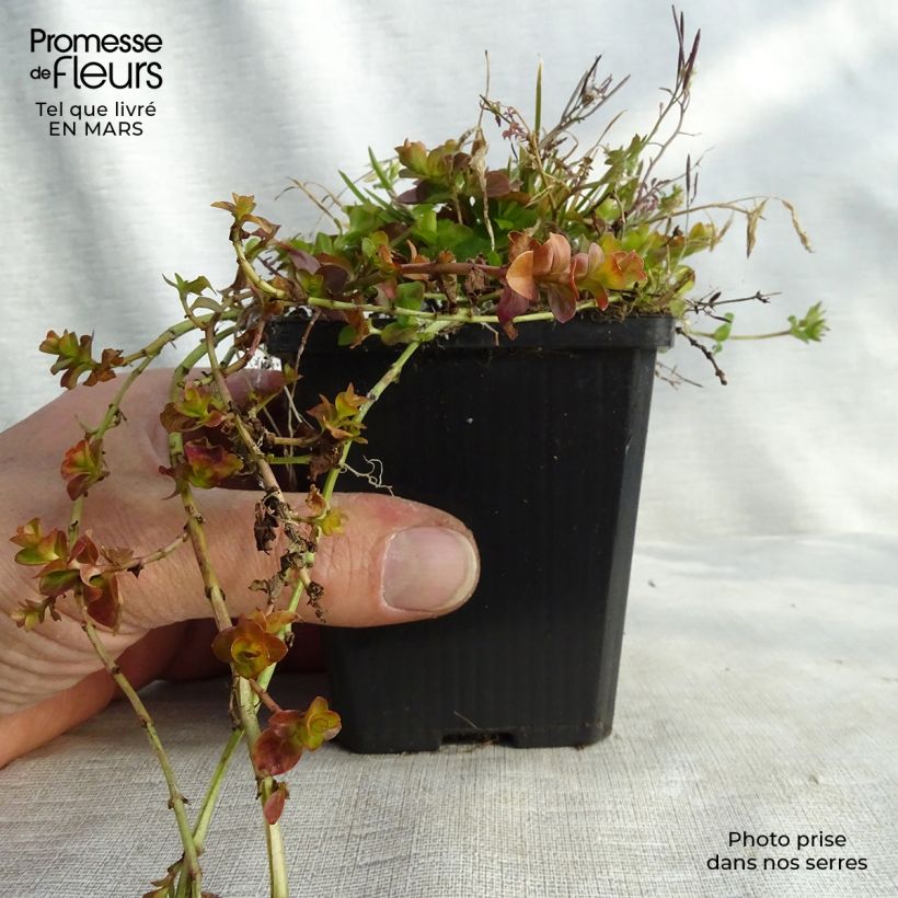 Lysimachia nummularia Aurea Maceta de 8/9 cm Ejemplar entregado en invierno